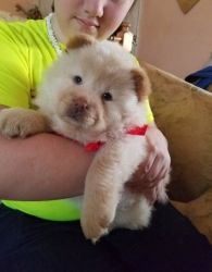 3 Stunning Chow Chow Pups For Sale