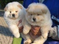 male and female chow chow puppies available
