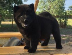 Cream and Black Chow Chow Puppies For Sale
