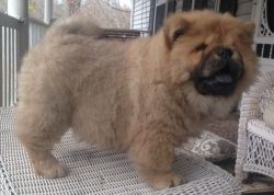 Well socialized Chow Chow Puppies