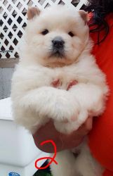 Pure Bred Chow puppy