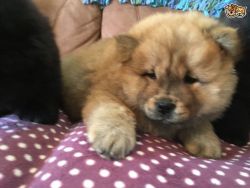 chow chow pups now ready to go