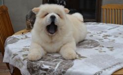 Stunning Chow Chow Puppies Ready To Go