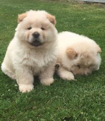 chow chow puppies for sale