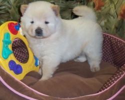 New Year Gift Both Genuine Teddy Bear Chow Chow Puppies Available Now
