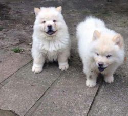 Kc Cream & Red Chow Chow Puppies Available