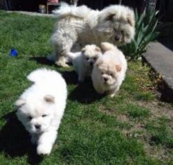 Beautiful Chow Chow Puppies Only 3 Boys Left.