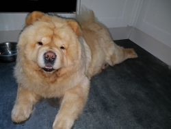 **lovely chow chow for sale now***