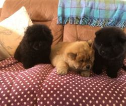 Red AKc Registered Chow Chow Puppies