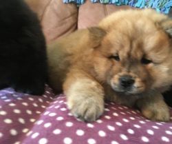 Stunning Chow Chow Pup For Sale