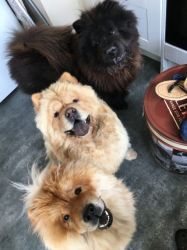 Chow Chow pure bread pups ready to go now