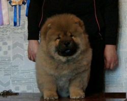 Gorgeous Red Chow Chow