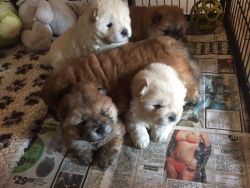 AKc Cream & Red Chow Chow Puppies Available
