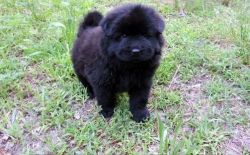 house trained chow chow puppies