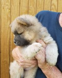 Home trained chow chow girls and boys