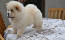 Small litter chow chow puppies
