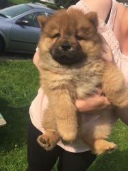 Kc Chow Chow Puppies Ready Now