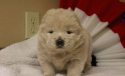 Gorgeous Chow chow puppies