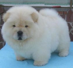 chow chow pups