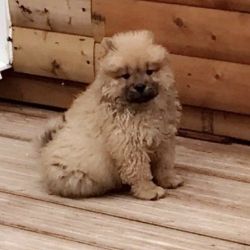 Stunning Chow Chow Puppies good for your home