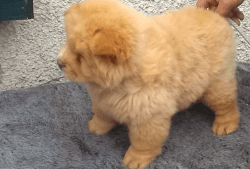 Pedigree Chow Chow Puppy ready to go to pet loving homes for adoptio