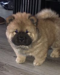Chow Chow pup