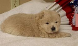 Adorable AKC Chow chow Puppies