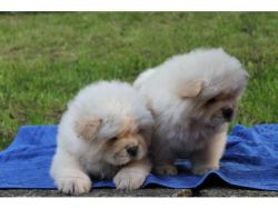 chow chow pups
