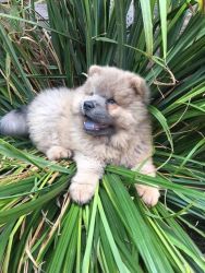 Chowchow Female For Sale