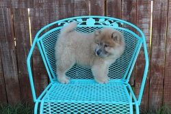 chow chow pups in search of a classic Home