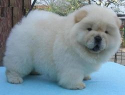 Outstanding Chow Chow pups ready.