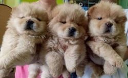 Bulky Chow Chow Puppies For Sale to lovers