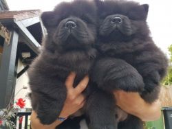 Superb Chow Chow Puppies