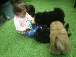 Adorable Chunky Chow Chow Puppies Full Pedigree