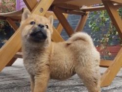 Kc Registered Chow Chow For Sale