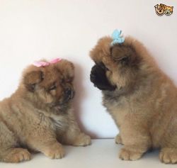 Quick Sale Beautiful Male Chow Chow