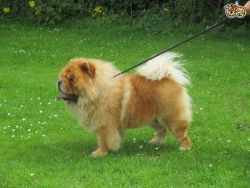 Chow Chow Puppies.... Reduced Price
