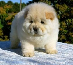 Gorgeous Chow Chow Puppies for Sale