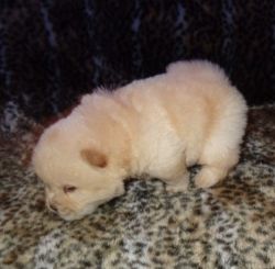 Male Chow Chow For Sale