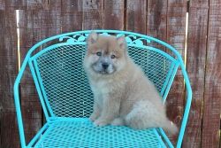Outstanding Chow Chow pups ready