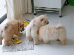 loving and playful chow chow pupps