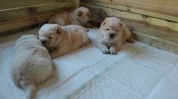 Chow Chow Puppies!