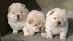 HEALTHY CHOW CHOW PUPPIES