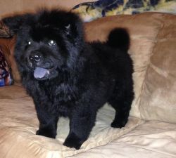 Super cute black and white Chows