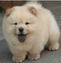 Fantastic Chow Chow puppies for sale