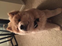 Akc registered chow chow pups