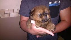 AKC chow chow male & female puppy