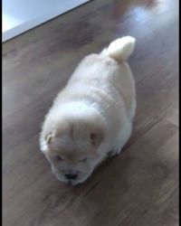 Chow Chow Cream Puppies 0nly 1 Left !