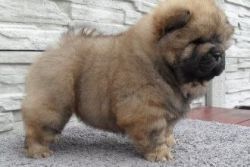 Beautfull Kc Registered Chow Puppy