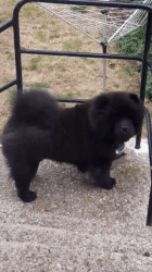 Stunning Male Chow Chow